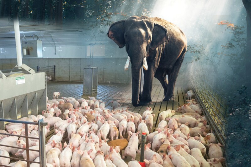 Piglets - Elephant in the barn