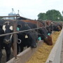 Cattle feeding margins declined despite cash prices that were steady across all regions. Packer margins improved with higher beef cutout prices.