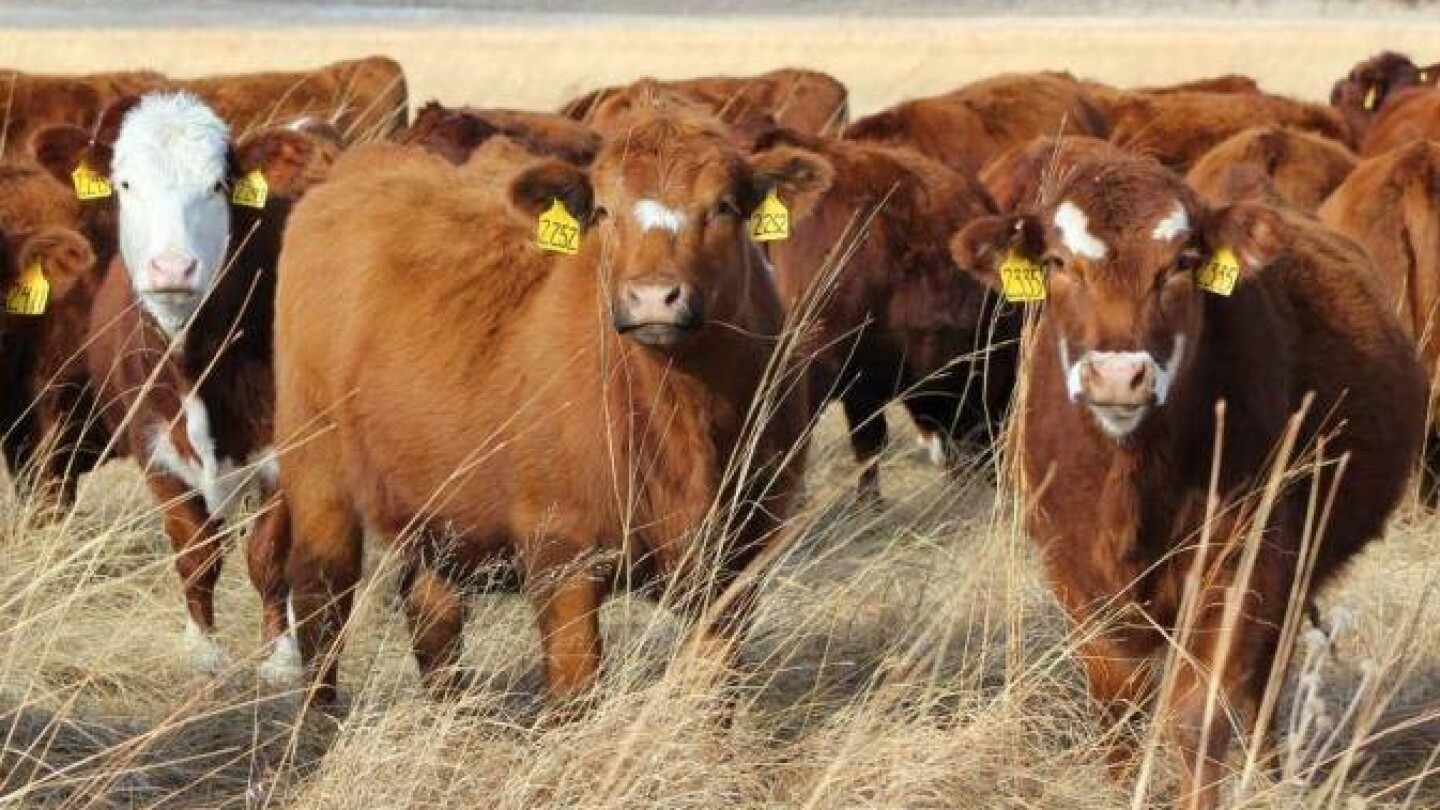 Finding Forage Efficient Heifers - Drovers