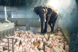 Piglets - Elephant in the barn