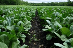 Field of collard greens