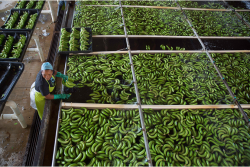 Fresh Fruit, a fair-trade banana grower in the Dominican Republic, is supplying bananas to Chestnut Hill Farms.