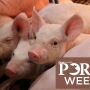 Piglet - Pork Week