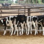 Dairy operations must be nominated by professionals, such as veterinarians, extension agents, artificial insemination and pharmaceutical company representatives.