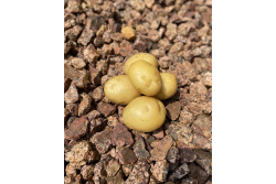 Alsum gold potato