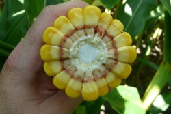 Corn Kernels
