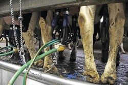 Milking process.