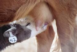 It can be a tough call to make on when to re-treat a calf for BRD.