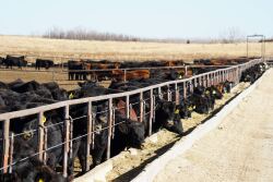 Zeman Ranch