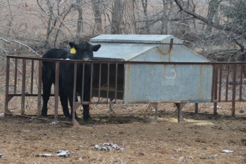 BT_Creep_Feeder_Calf