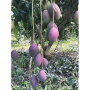 CarbAmericas Inc. received its shipment of first tommy atkins mangoes of the
season from Brazil in late August says president Jeff Friedman.