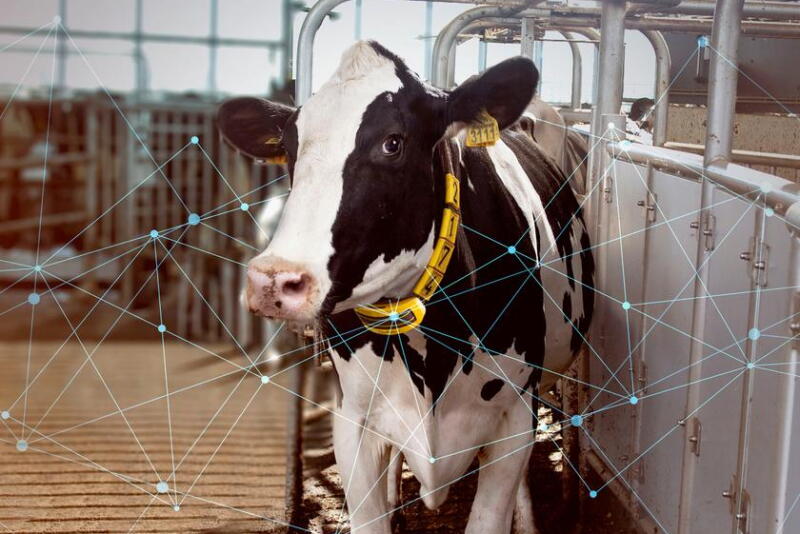 Sort Gate Layout Sorting out sort gate details - Dairy Herd