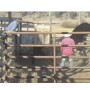 In Figure A (above), we see a calf that was being forced into a waiting trailer go totally off-line and flip into survival mode. What if that $1,000 calf had broken a leg? 