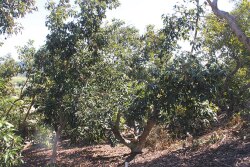 Bacon avocados, grown on trees like this one in Temecula, Calif., are one of a number of varieties other than the popular hass that are offered by some California growers. They’re available from mid- to late winter.