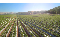 Berries are a hot item, and companies are promoting and investing accordingly.