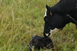 Newborn calf