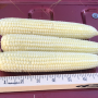 The crop in South Dakota is immature compared to a 'normal' year. Scouts are worried about tip-back.