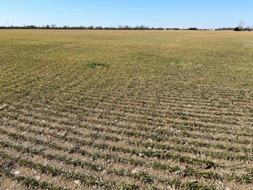 Canada Winter Wheat Field