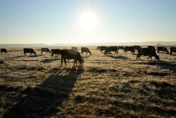 Deworming cattle on a timely basis can improve both meat and milk production as well as overall herd health.