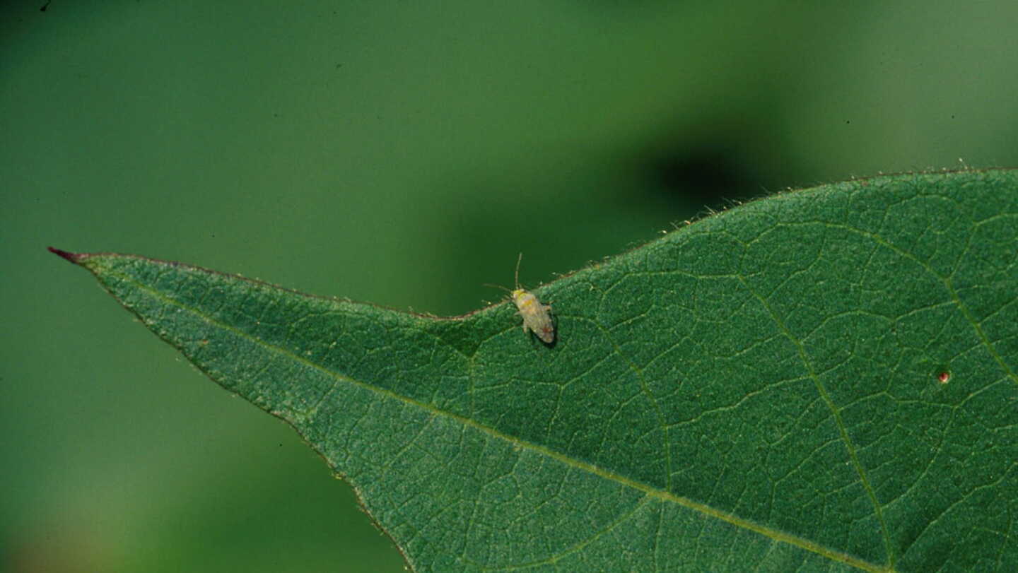 Kottan Insect Major Insect Pests of Cotton: Cotton Insecticides and Integrated ...