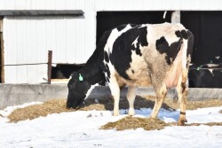 About 1% of pregnancies annually is the standard for acceptable herd-wide fetal calf loss.