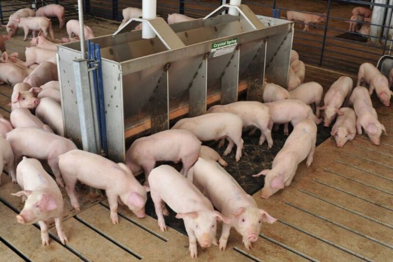 Wean Pigs in Nursery
