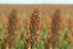 China just made a historic buy, purchasing 9% of the U.S. sorghum crop in a single week, but can the buying momentum last? Industry insiders say there are several factors at play that could help secure more sorghum purchases yet this year.