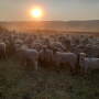 Jorgensen Ranch sheep