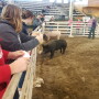 Despite the wintery weather, the judging contest during Iowa Pork Congress drew in 64 senior teams and five junior teams.