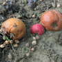 Rotten produce