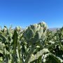 Ocean Mist artichokes