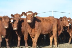 BT_Replacement_Heifers