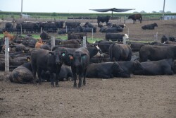 Cattle feeders saw average losses exceed triple digits last week.