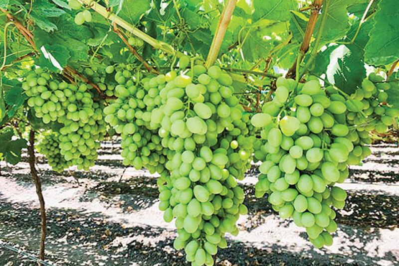 Table grapes, like the seedless Sweet Globe, can be harvested weeks earlier in the Mexican state of Jalisco than in other Mexican growing areas, says George Matoian of Fresh Farms.