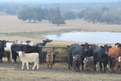 Cattlemen support modernizing NEPA