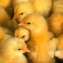 Chicken_Chicks_Poultry