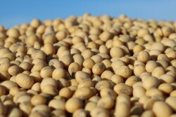 Soybeans