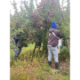 apple orchard