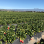 From fresh produce being plowed under to unharvested crops sitting untouched in fields, fruit and vegetable growers are the latest agriculture sector facing fallout from COVID-19.
