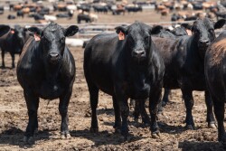 Angus Steers - CAB
