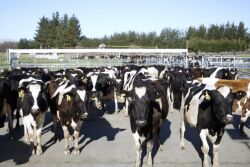 New_Zealand_Cows_AP_Photo