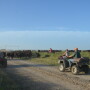 BT_Cattle_Shipping_Moving_Road