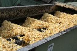 Aflatoxin, produced by Aspergillus fungus, is the most common mycotoxin in corn and other grains used in cattle feed.