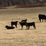 Parasite infection and tolerance also can vary significantly between individual animals on the same pastures, suggesting genetic selection could provide a non-drug tool for minimizing parasite-related losses. 
