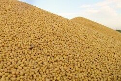 soybean pile
