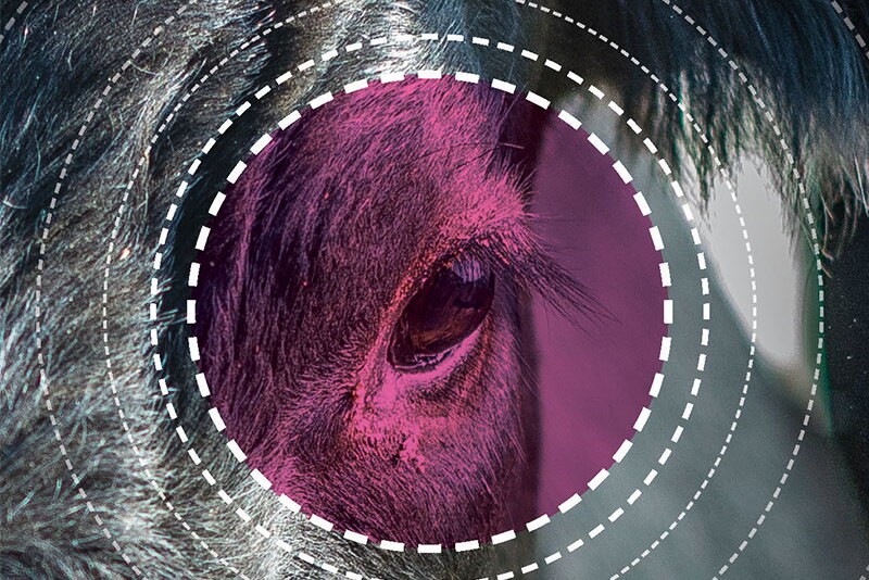 Merck-Pink-Eye.jpg