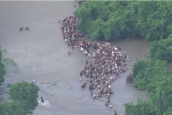 Texas_Flood_Round_Up