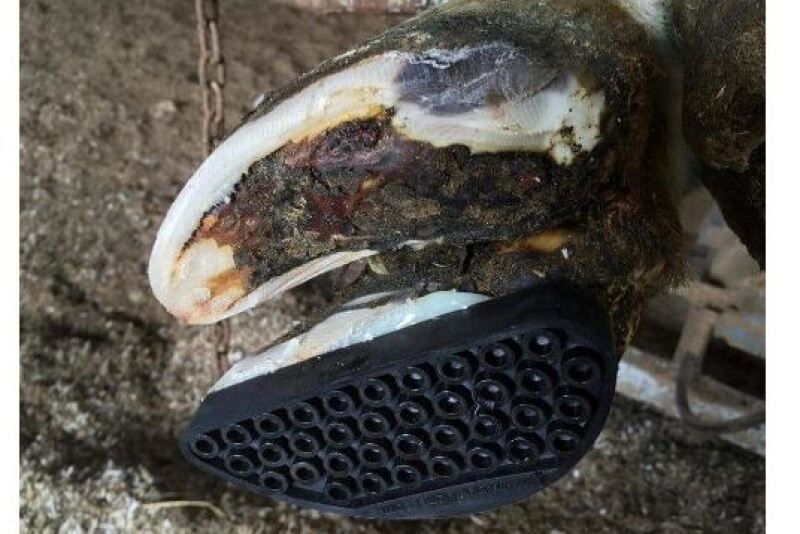 A fitted and well-applied block allows the cow to walk comfortably and remains in place while the damaged claw heals.