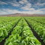 California lettuce and leafy greens