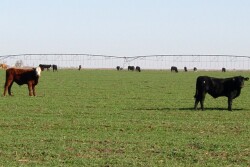 BT_Stocker_Cattle_Wheat
